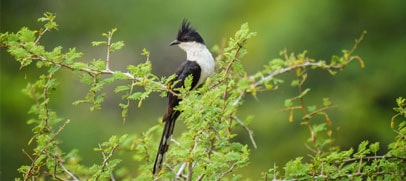 bird-kaziranga-park