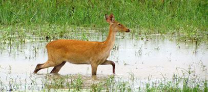 deer-kaziranga