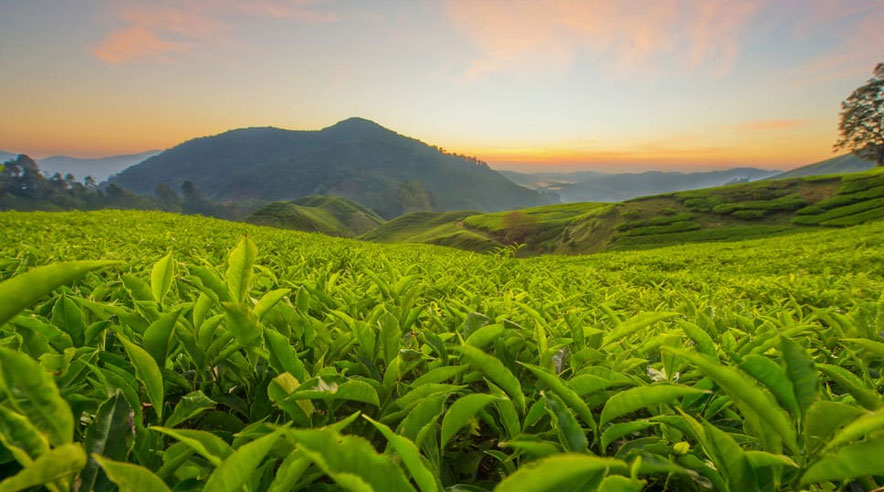 factory-tea-kaziranga