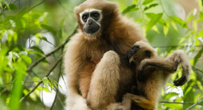 hollongapar-gibbon-park