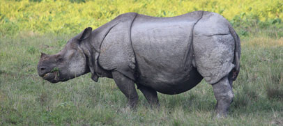 india-horned-kaziranga