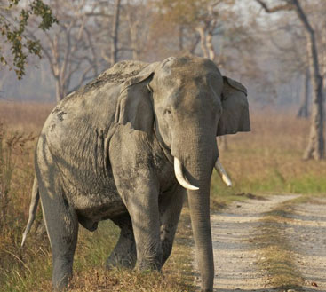 indian-elephant