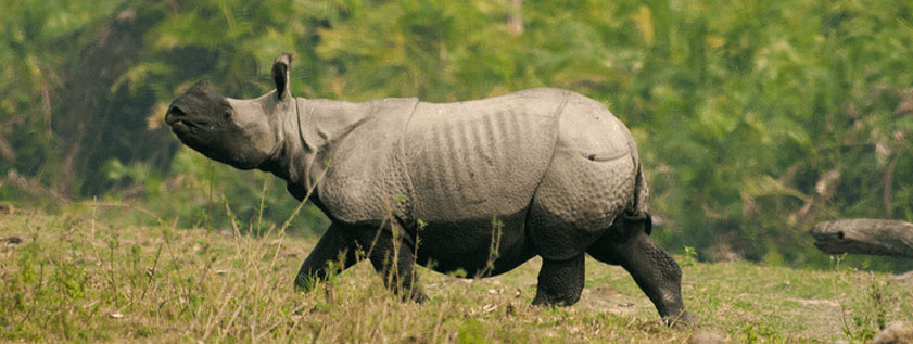 kaziranga-best