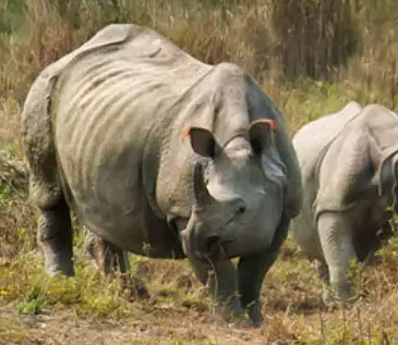 kaziranga-elpehant-safari