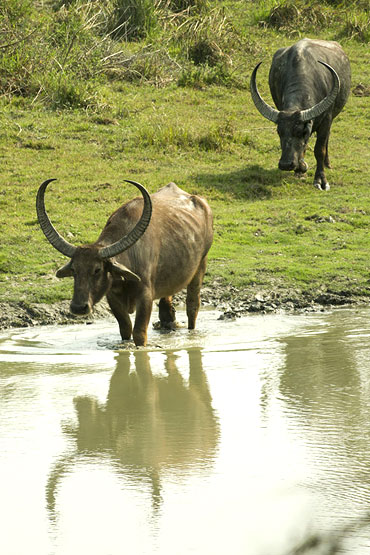 kaziranga-gallery3