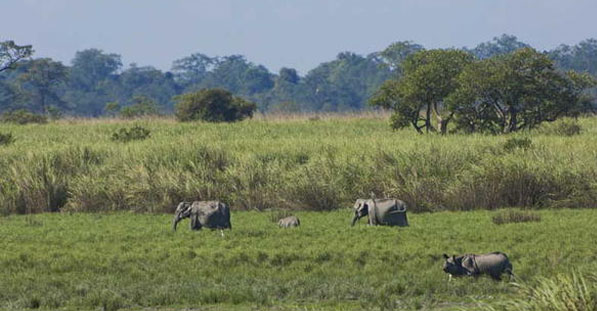 kaziranga-guwahati