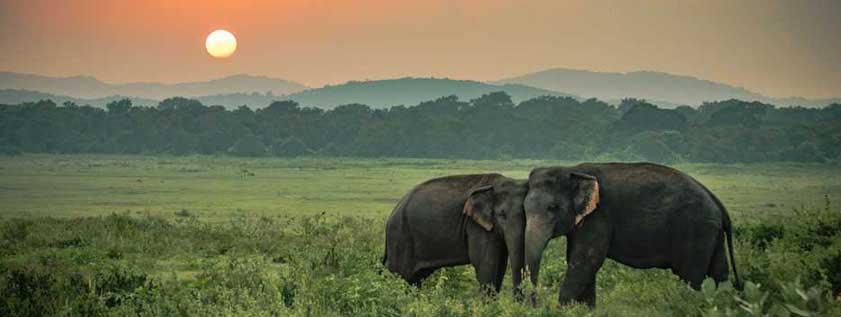 kaziranga-park-assam