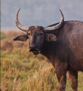 kaziranga-photo