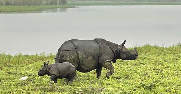 kaziranga-photography