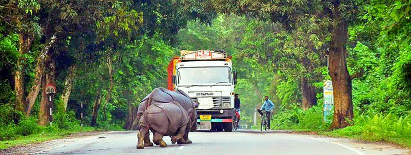 kaziranga-raod