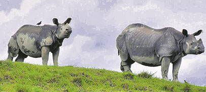 kaziranga-visit