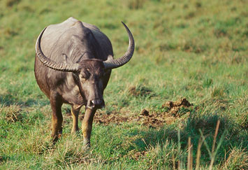 manas-national-park