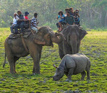 safari-kaziranga-park