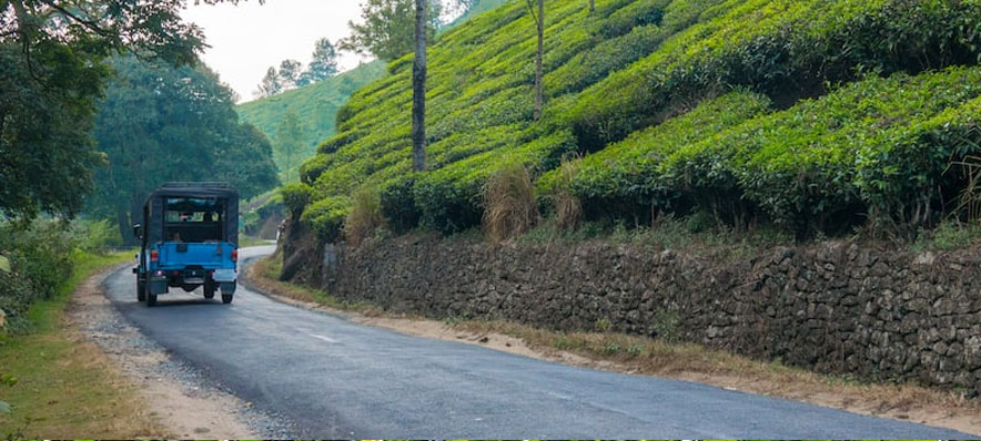 tea-tasting-kaziranga