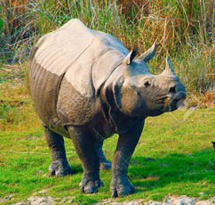 tourists-kaziranga-tour